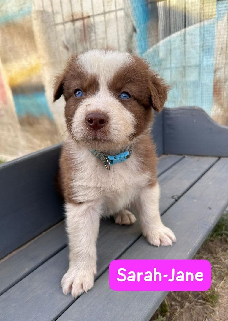 Süße Australian Shepherd-Welpen suchen ab 23.06.2026 ein Zuhause