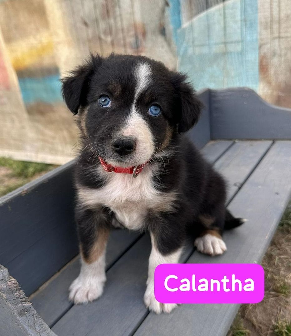 Süße Australian Shepherd-Welpen suchen ab 23.06.2026 ein Zuhause