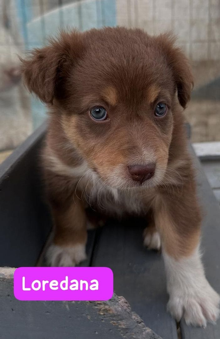 Süße Australian Shepherd-Welpen suchen ab 23.06.2026 ein Zuhause