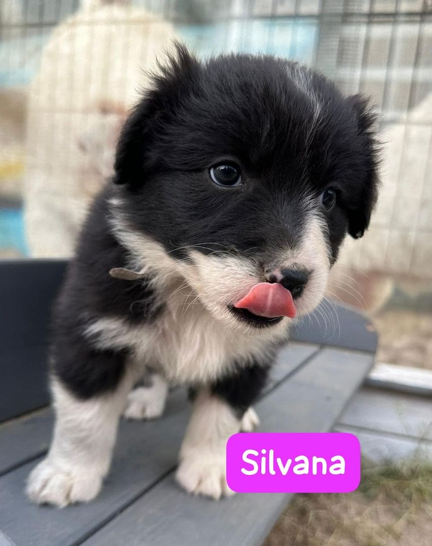 Süße Australian Shepherd-Welpen suchen ab 23.06.2026 ein Zuhause