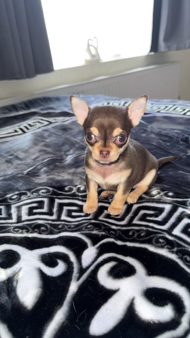 Drei Chihuahua-Welpen suchen ein liebevolles Zuhause