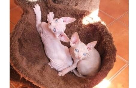 Canadian Sphynx Babys mit blauen Augen abzugeben