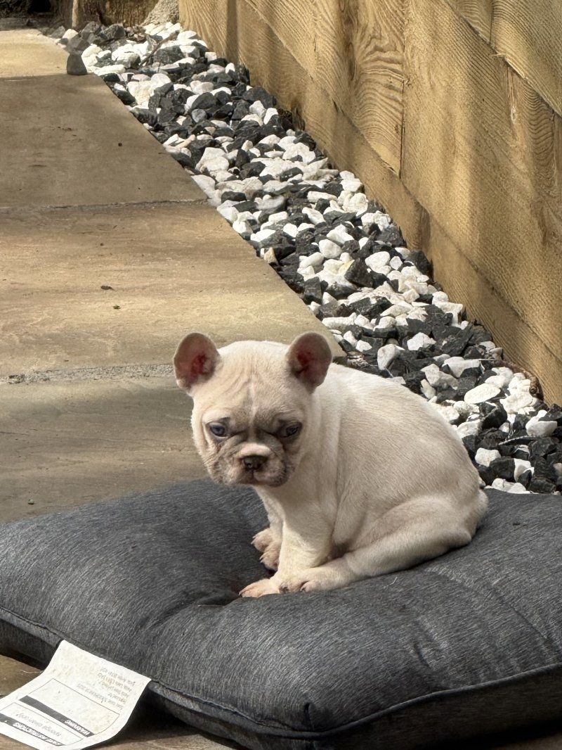 Französische Bulldogge (weiblich) abzugeben