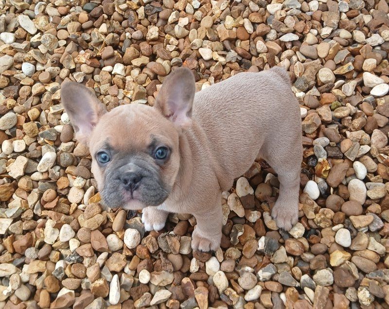 Französische Bulldogge (weiblich) abzugeben