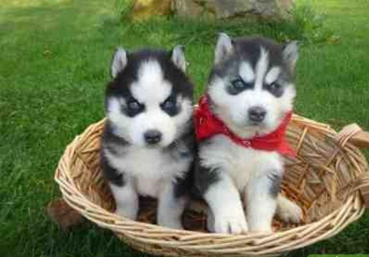 Süße Siberian Husky Welpen
