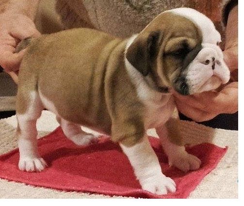 Old English Bulldog Welpen suchen ein Zuhause