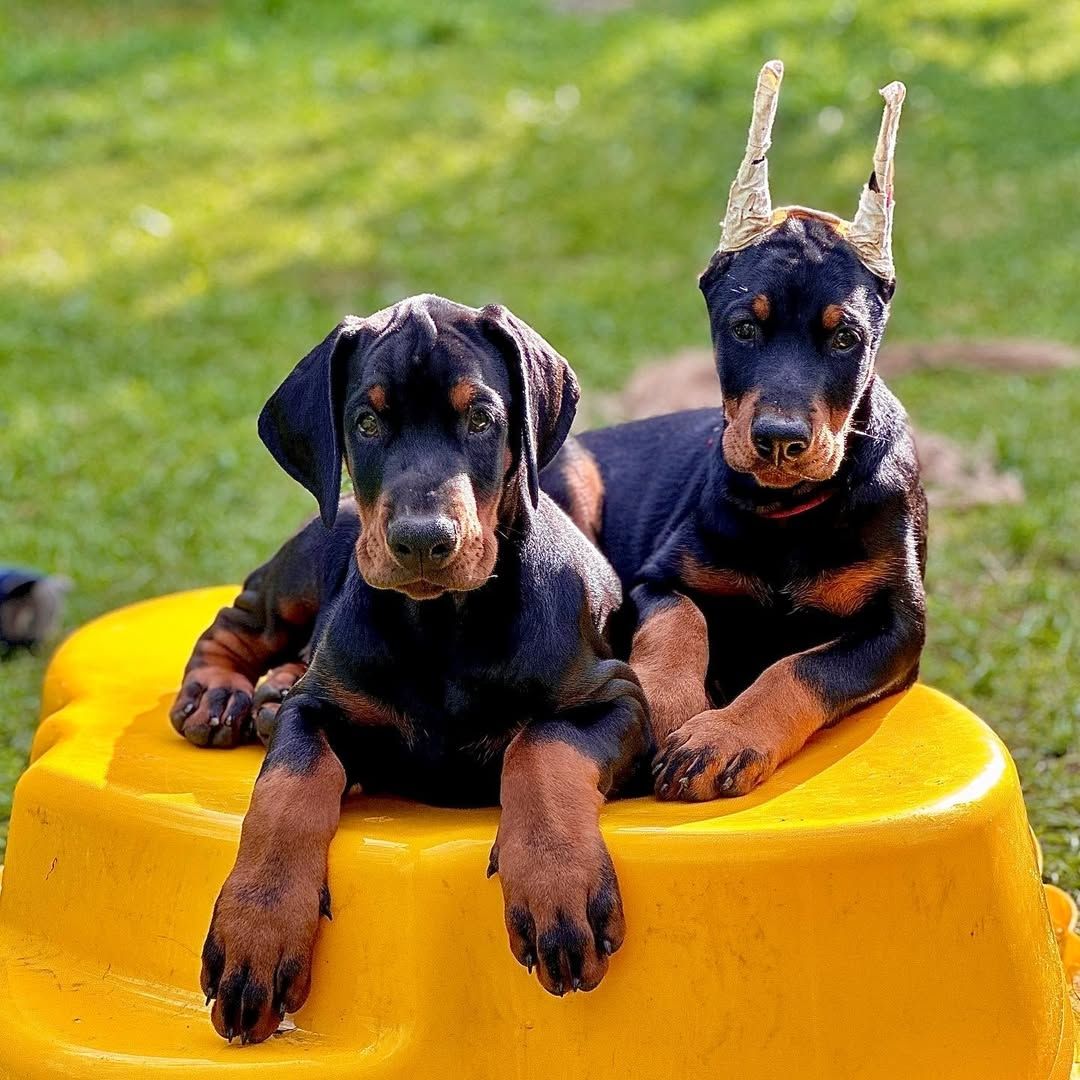 Dobermann Welpen – Gesund, sozialisiert und familienfreundlich