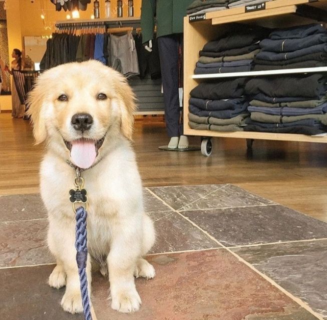 Golden-Retriever-Welpe sucht ein neues Zuhause!