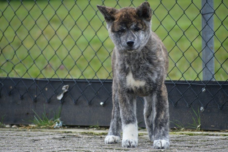 Akita-Inu-Welpen