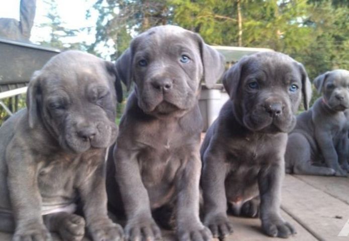 Cane Corso Welpen, blau