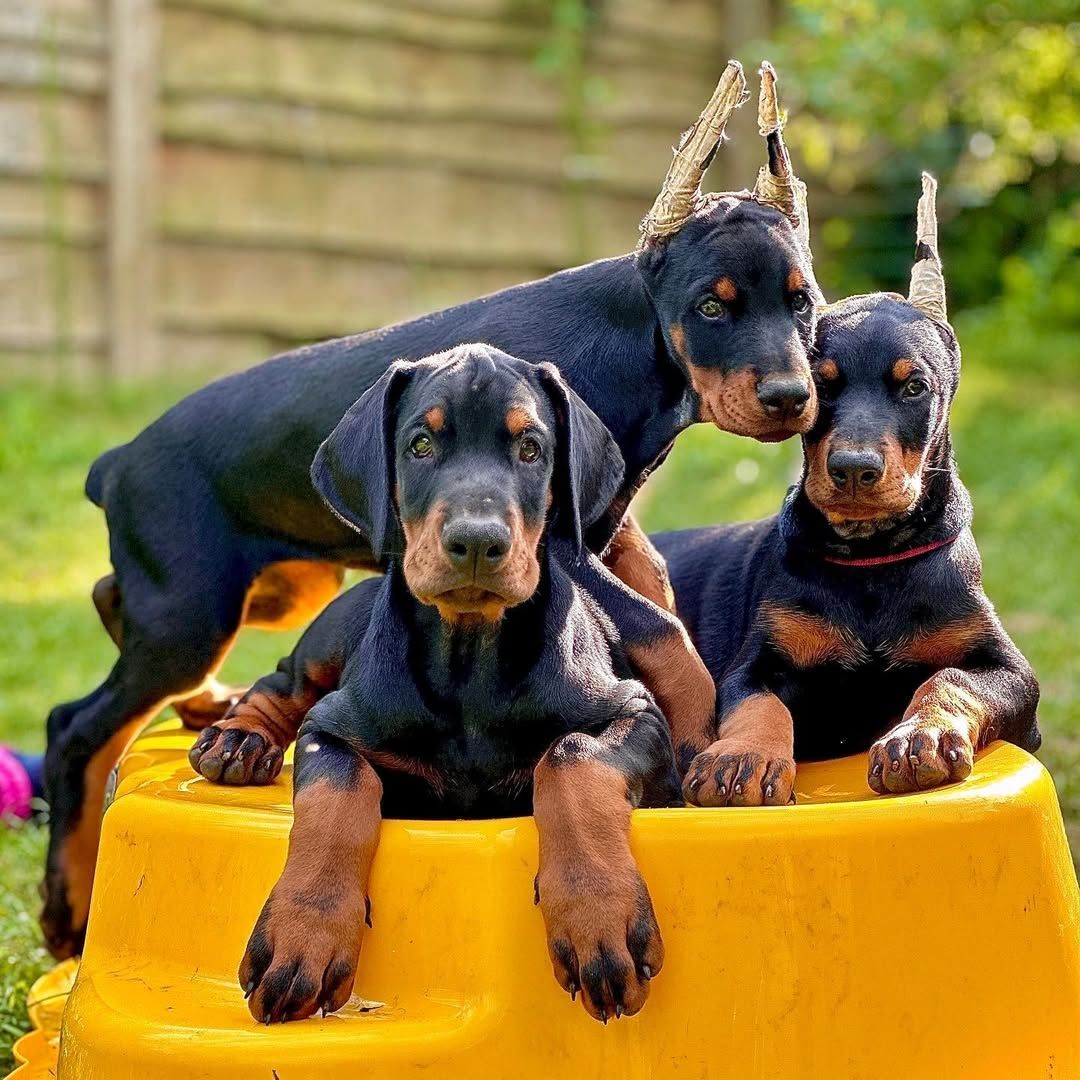 Gesunde Dobermann Welpen zu vergeben