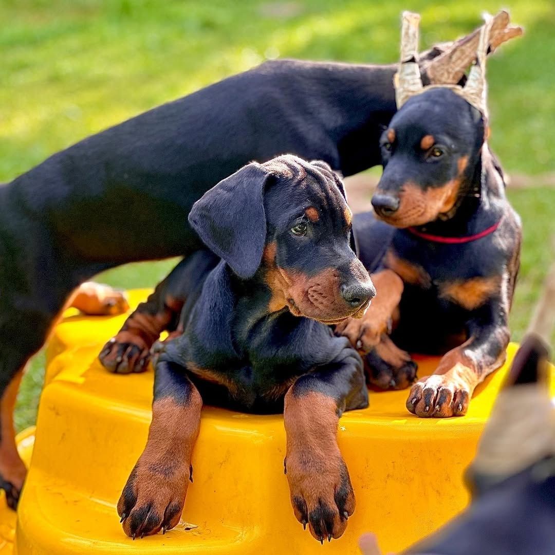 Familienfreundliche Dobermann Welpen zu verkaufen