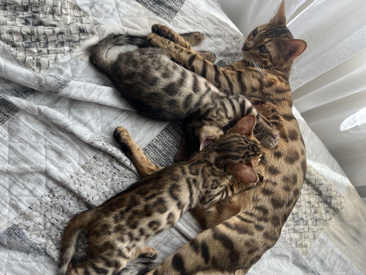 Zwei wunderschöne Katzenmädchen suchen ein liebevolles Zuhause