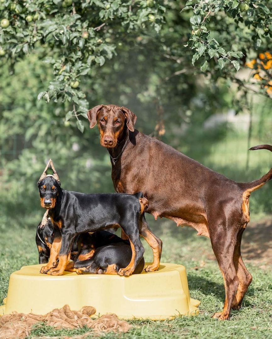 Dobermann Welpen – Intelligent und loyal