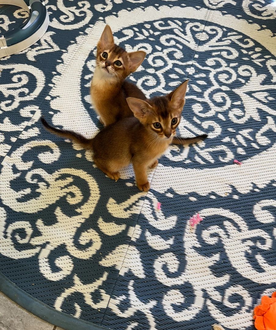 🐾 Wunderschöne reinrassige Abessinier-Kätzchen abzugeben 🐾