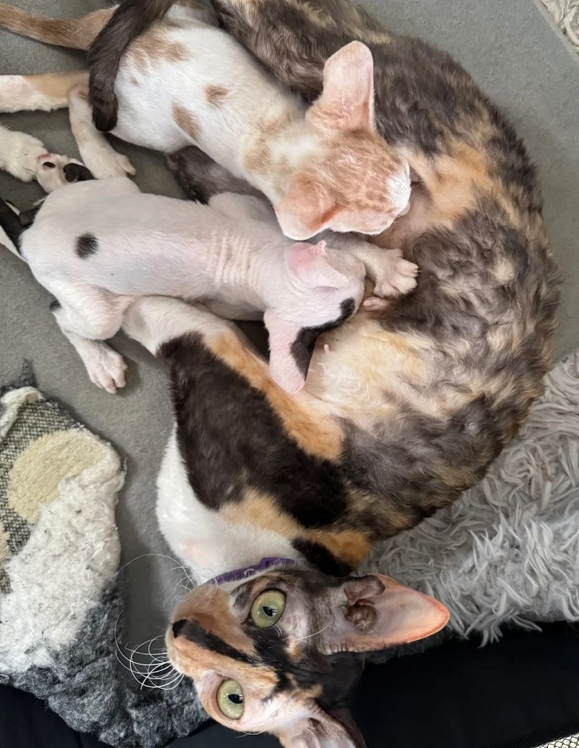 Wunderschöne Cornish Rex-Kätzchen