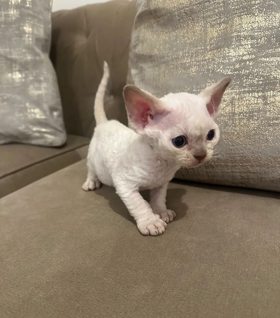Devon Rex-Kätzchen
