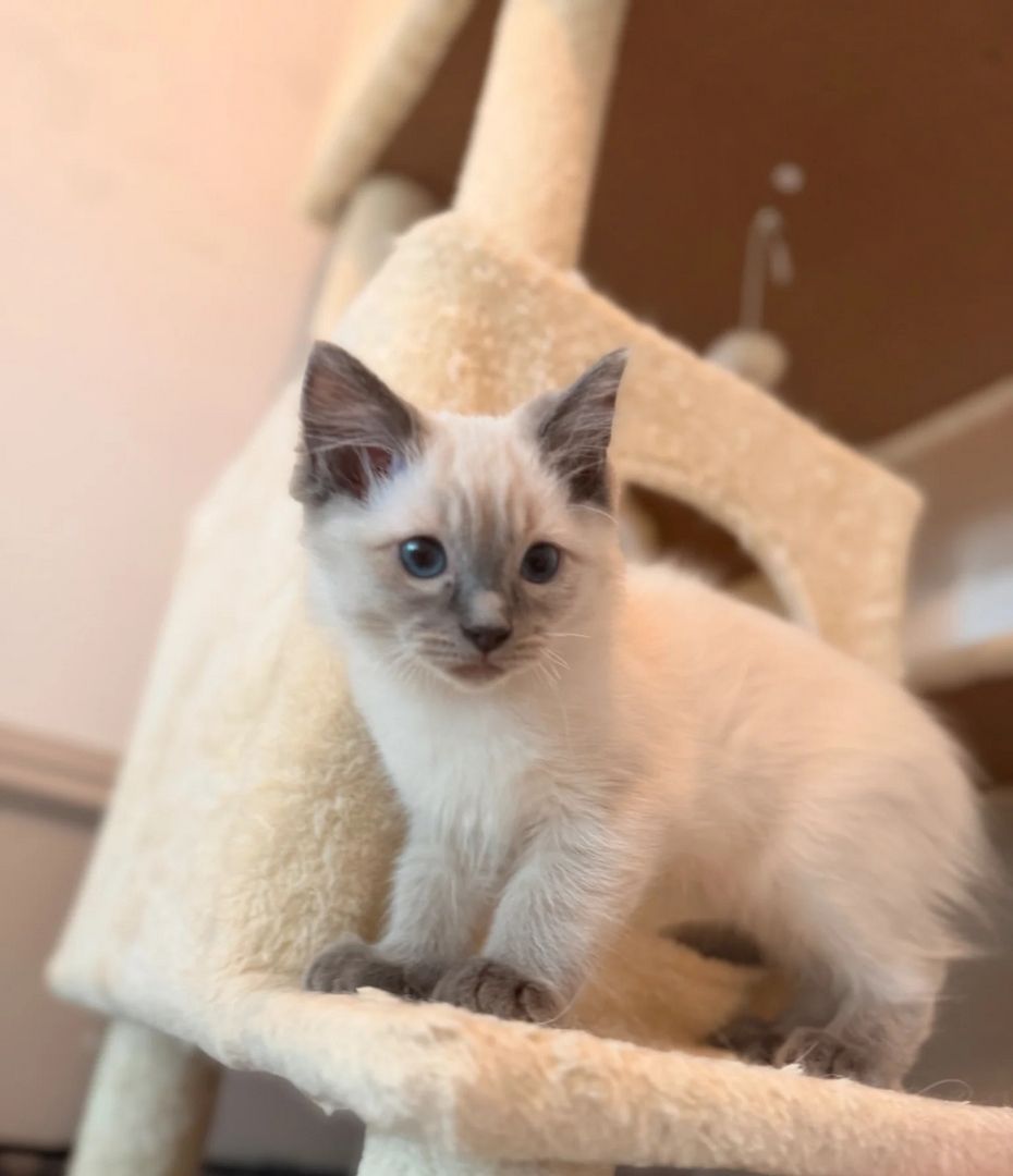 wunderschöne Ragdoll-Kätzchen