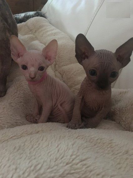 Sphynx-Kätzchen (männlich und weiblich)
