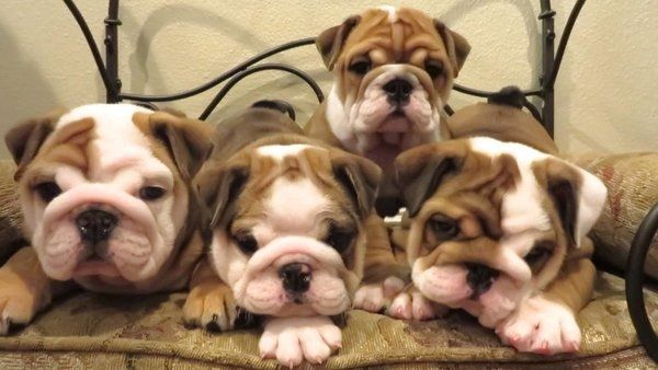 Wunderschöne englische Bulldoggenwelpen!