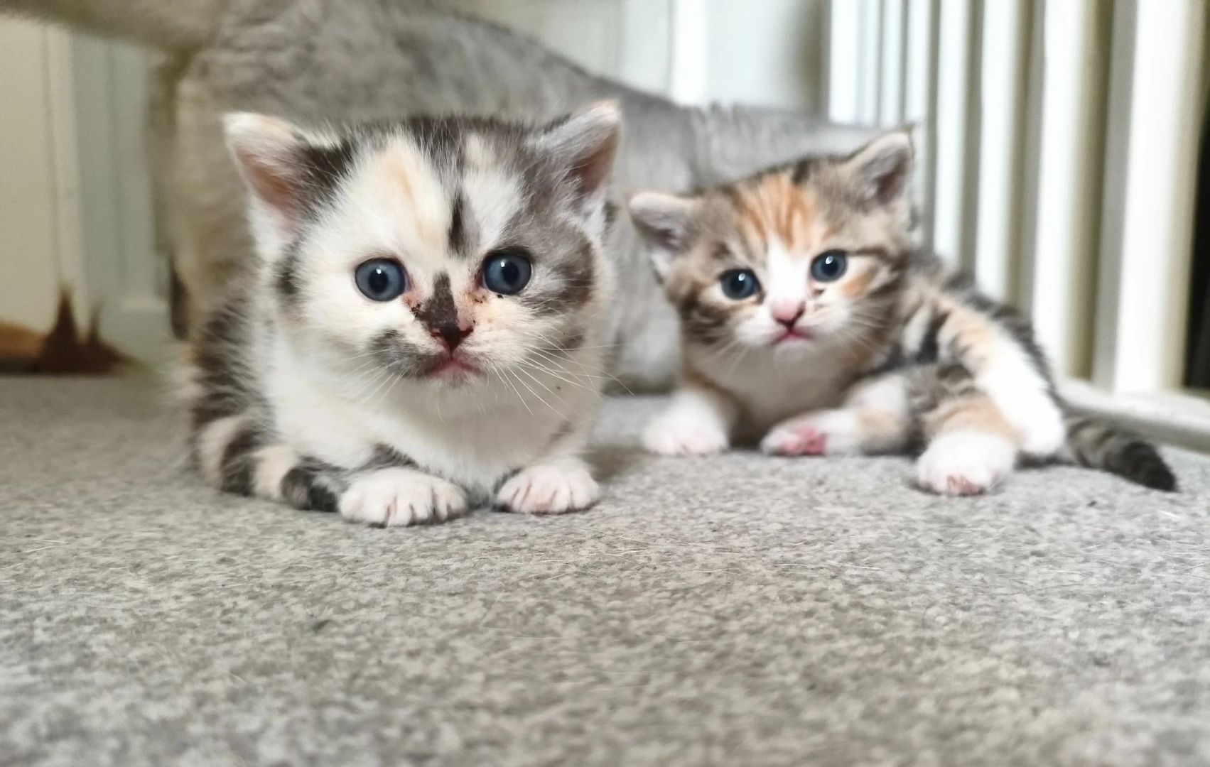 Wunderschöne Munchkin-Kätzchen zu verkaufen