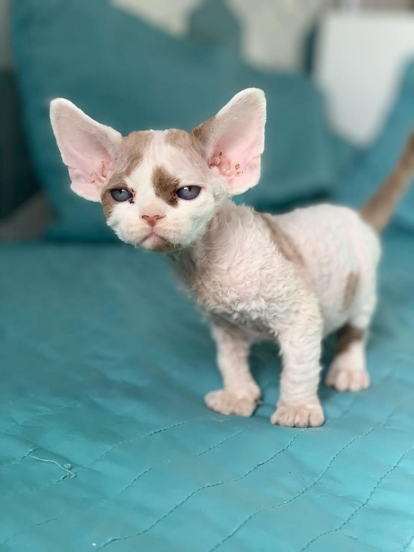 Devon Rex-Kätzchen
