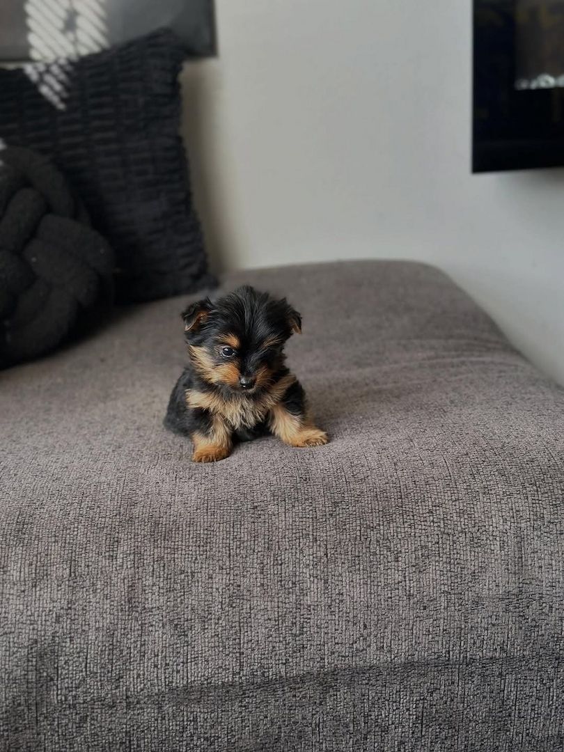 Yorkshire Terrier