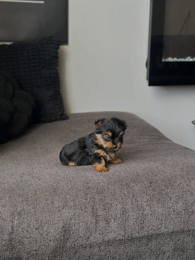 Yorkshire Terrier