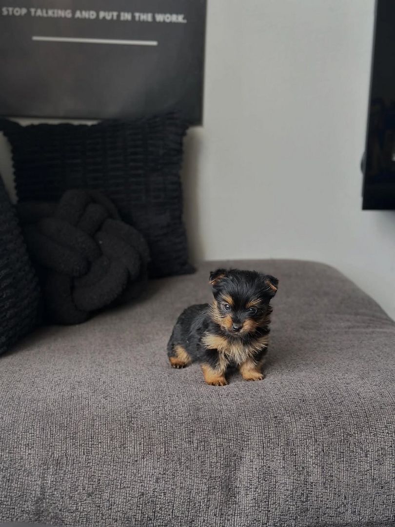 Yorkshire Terrier