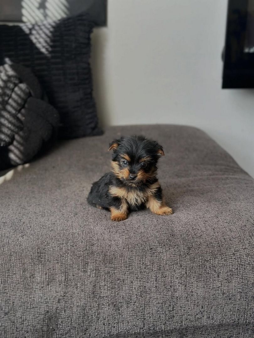 Yorkshire Terrier