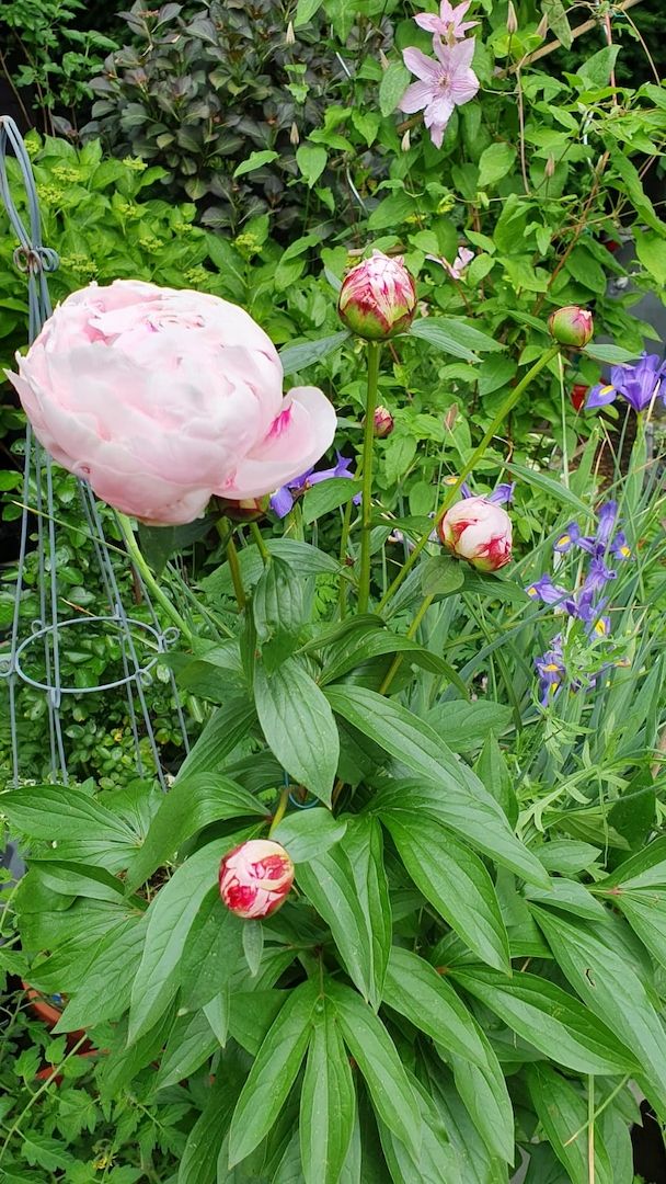 Pfingstrose „Sarah Bernhardt“