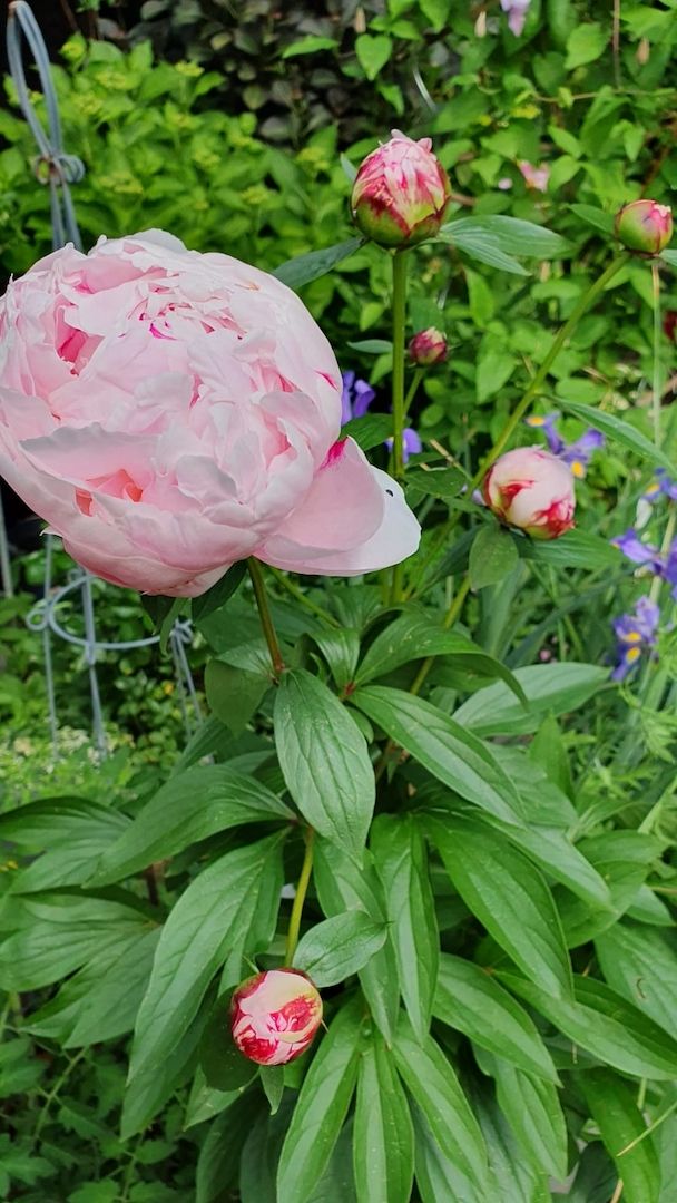 Pfingstrose „Sarah Bernhardt“