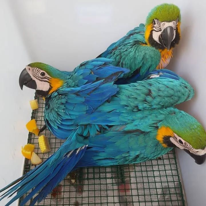 Macaw parrot
