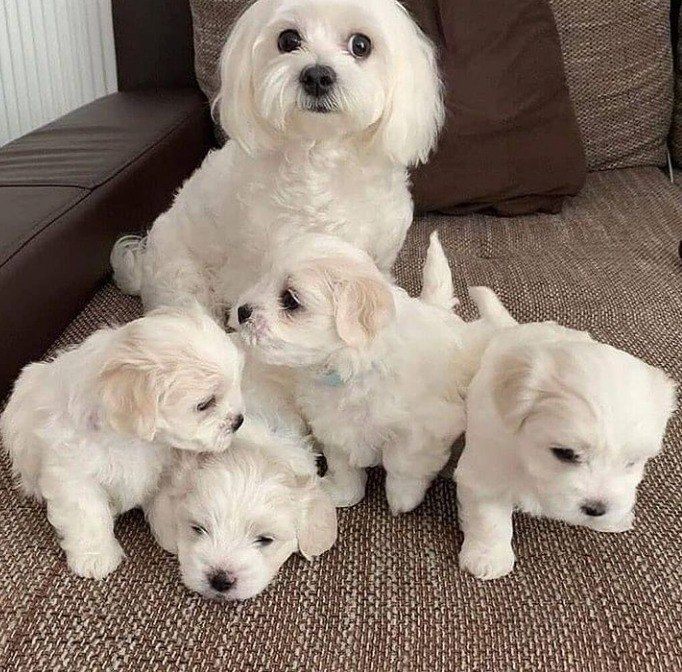 Maltese puppy