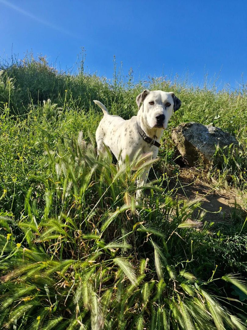 Finja