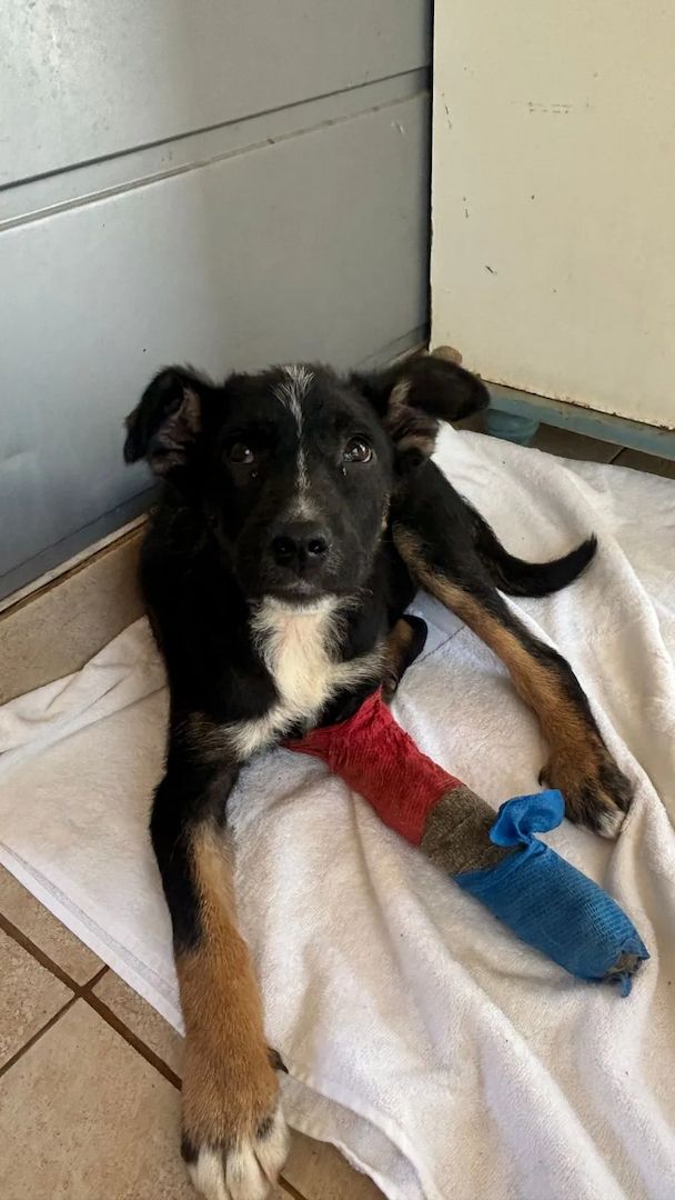 Welpe Romina (Auch Pflegestelle gesucht)