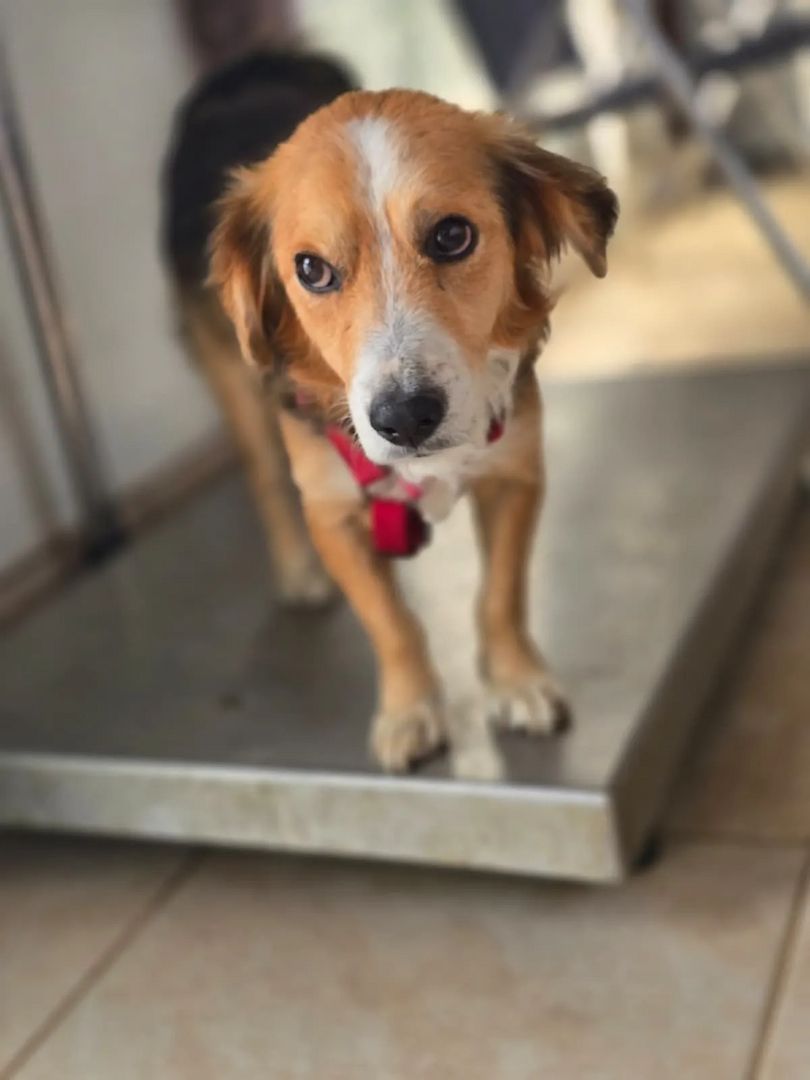 Balu
