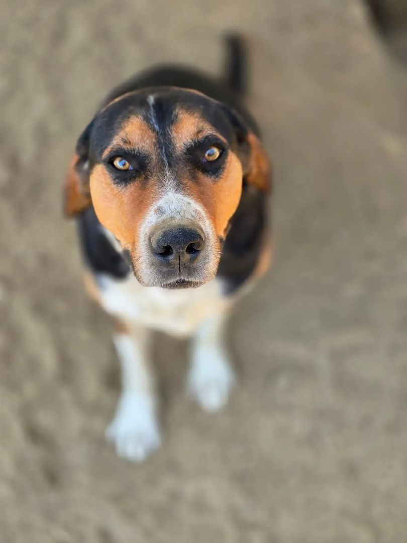 Tamino
