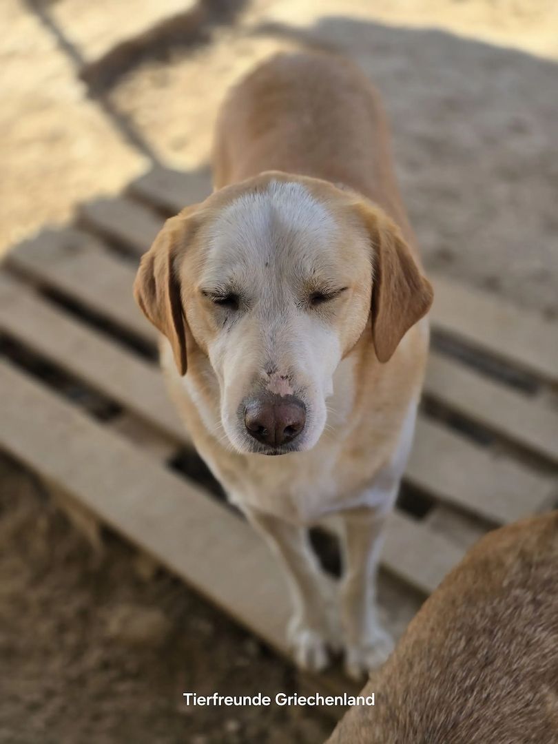 Samu
