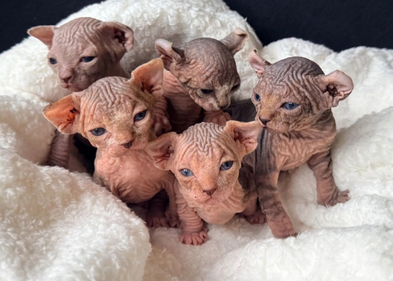 kanadische Sphynx-Katze