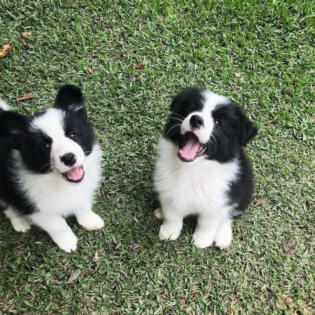 Border-Collie-Welpen