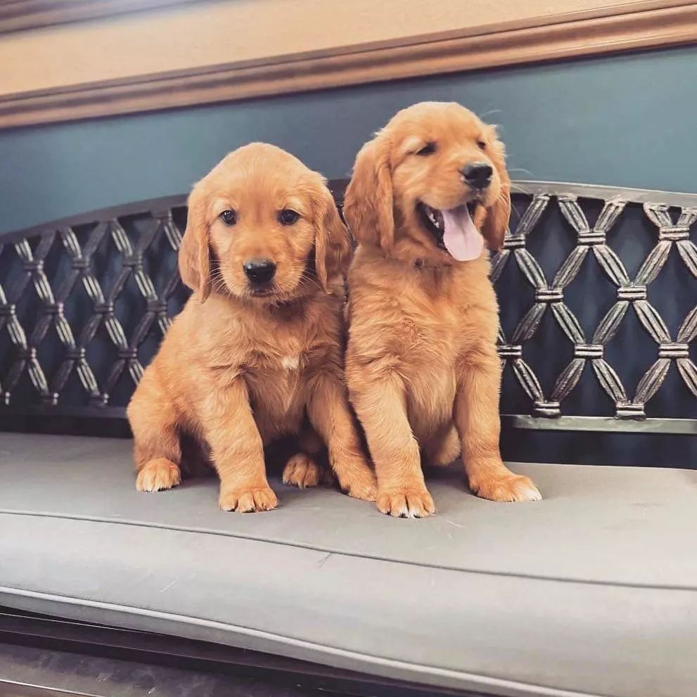 🐾 Golden-Retriever-Welpen in München abzugeben