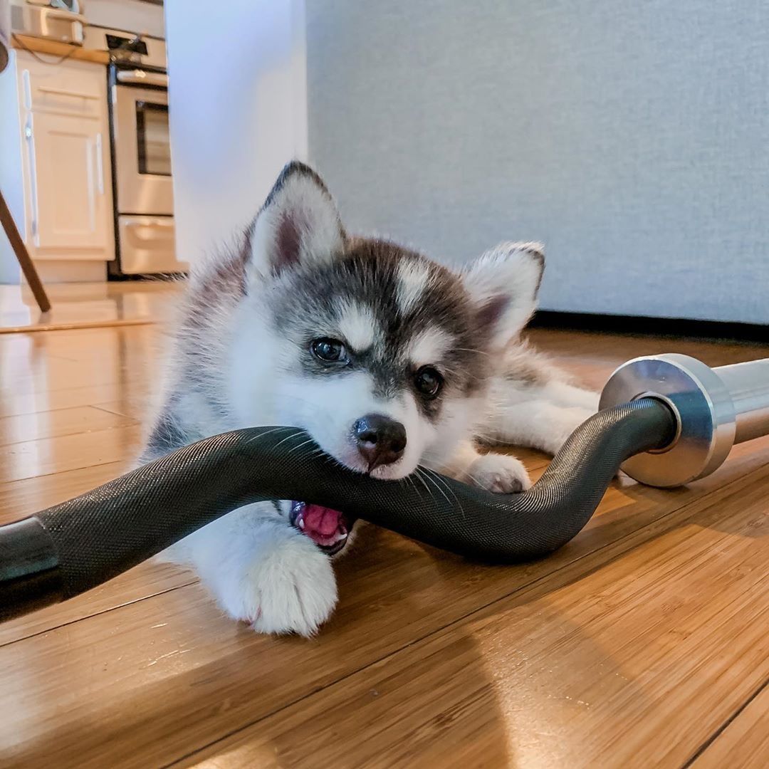 Zwergspitz Pomsky