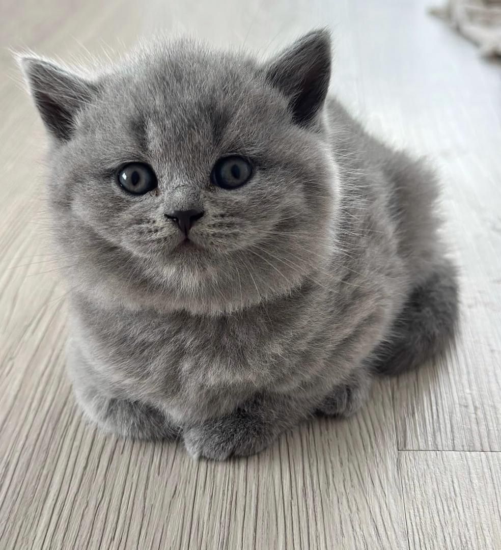 British shorthair