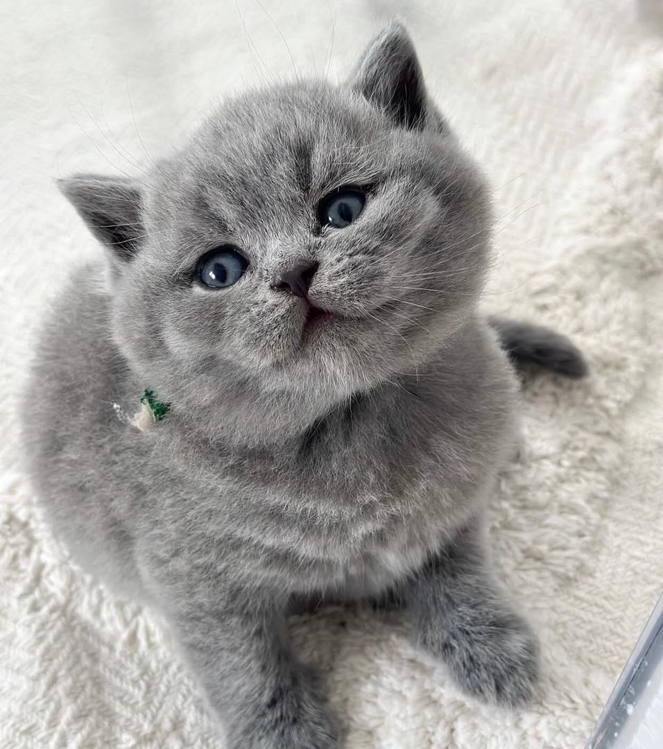 British shorthair