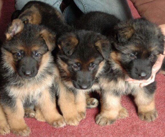 Deutsche Schäferhundwelpen