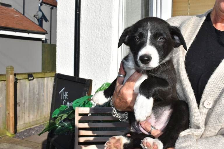 Border-Collie-Welpen