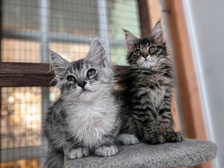 Maine-Coon-Kätzchen zur Adoption.