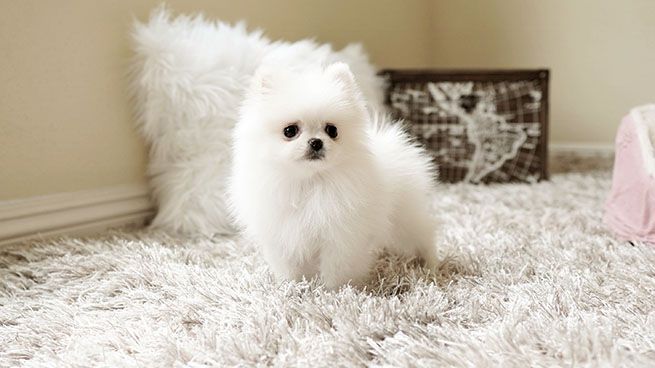 Zwergspitz-Welpen (Pomeranian) zur Adoption.