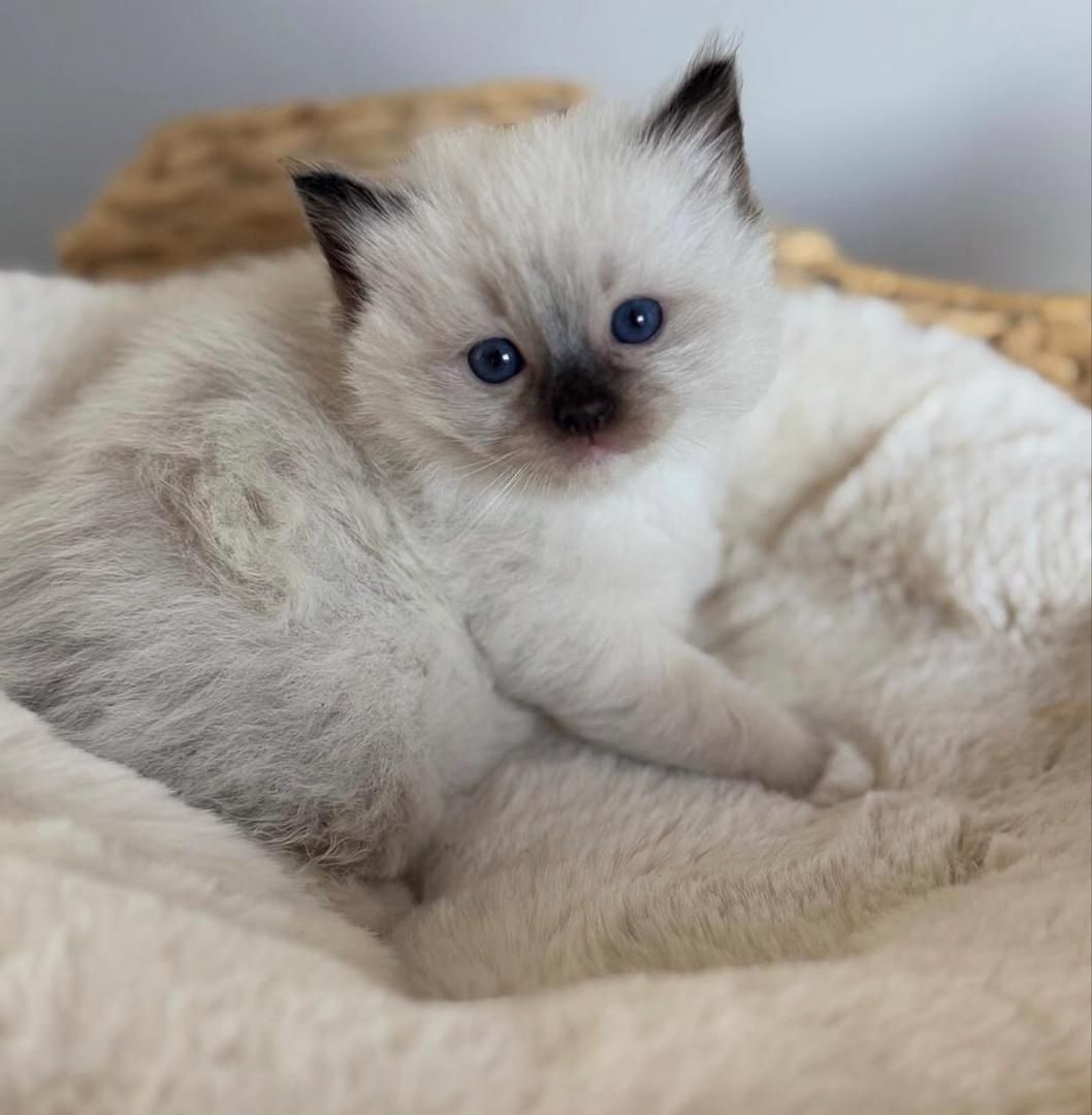 Продаются котята породы рэгдолл